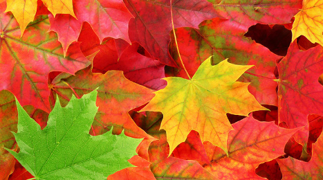 free_fall_leaves_shutterstock_61538884_web