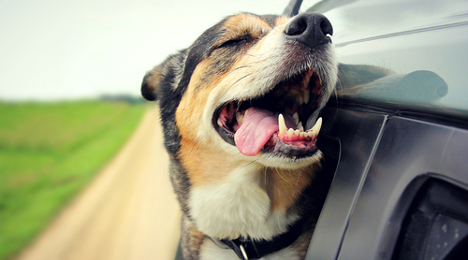 dog in car